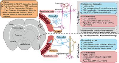 Location Matters: Navigating Regional Heterogeneity of the Neurovascular Unit